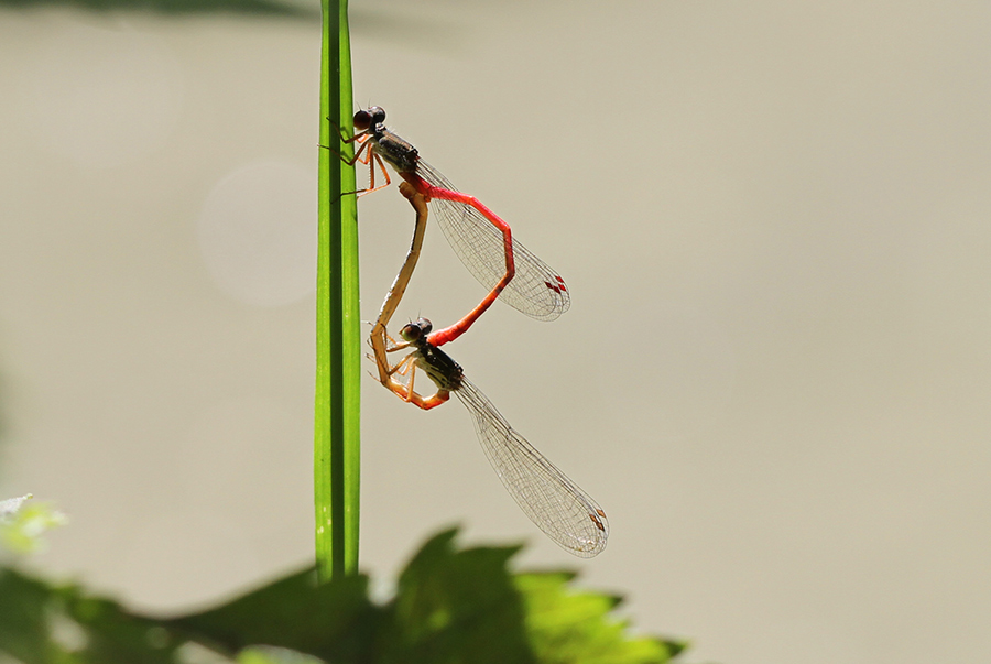 Ceriagrion tenellum tandem con femmina  forma melanogastrum